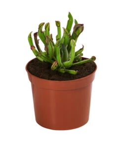Fleischfressende Pflanzen - Raritäten-Set, 3-teilig -Gartenleben Verkauf 8561623 WE FS 003 FleischfressendePflanzenRaritaeten3SetT9