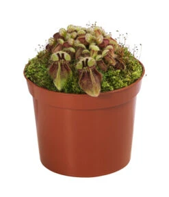 Fleischfressende Pflanzen - Raritäten-Set, 3-teilig -Gartenleben Verkauf 8561623 WE FS 004 FleischfressendePflanzenRaritaeten3SetT9