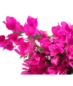 Drillingsblume 'Renate', Spalier 7 Drillingsblume 'Renate', Spalier -Gartenleben Verkauf 8583858 WE DE 001 BougainvilleRenatePyramideT23