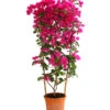 Drillingsblume 'Renate', Spalier 1 Drillingsblume 'Renate', Spalier -Gartenleben Verkauf 8583858 WE FS 001 BougainvilleRenatePyramideT23DehnerExpressHerzig