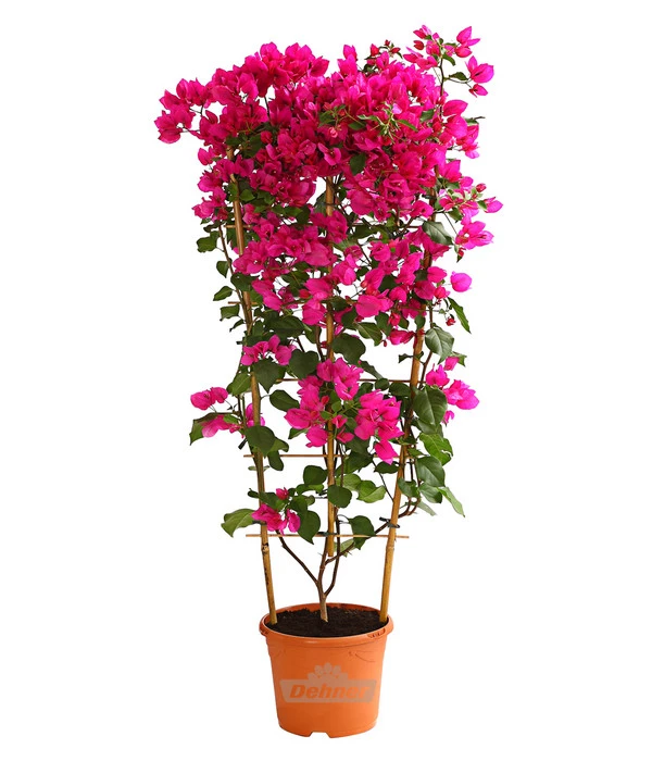 Drillingsblume 'Renate', Spalier 3 Drillingsblume 'Renate', Spalier