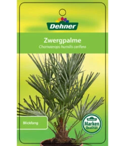 Blaue Zwergpalme 8 Blaue Zwergpalme -Gartenleben Verkauf 8584401 Chamaeropshumiliscerifera 15112016 1