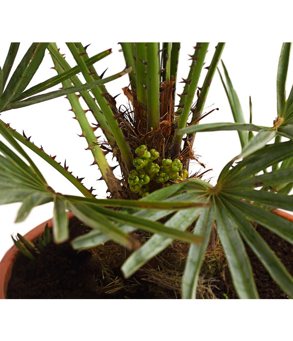 Blaue Zwergpalme 4 Blaue Zwergpalme – Bild 2