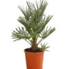 Blaue Zwergpalme 2 Blaue Zwergpalme -Gartenleben Verkauf 8584401 WE FS 001 ChamaeropsHumillisOWCeriferaT18DehnerExpressHerzig