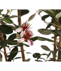 Brasilianische Guave -Gartenleben Verkauf 8586158 WE DE 001 FeijoaSellowianaAccaSellowiana