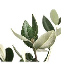 Brasilianische Guave -Gartenleben Verkauf 8586158 WE DE 002 FeijoaSelowianaBuschT24BrasilianischeGuave