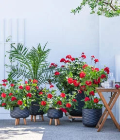 Stehende Geranie, Rot -Gartenleben Verkauf 8587669 WE MO 001 PelargonienZonaleT23Geranie