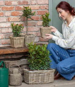 Echter Lorbeer, Stämmchen -Gartenleben Verkauf 8589046 WE MO 001 Lorbeer