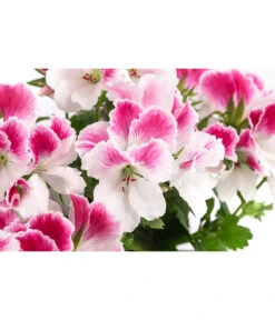 Edelpelargonie, Verschiedene Farben -Gartenleben Verkauf 8594541 WE DE 003 EdelpelargonieBuschT23