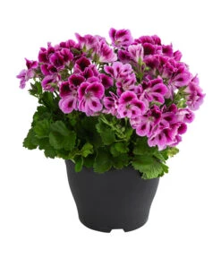 Edelpelargonie, Verschiedene Farben -Gartenleben Verkauf 8594541 WE FS 002 EdelpelargonieBuschT23