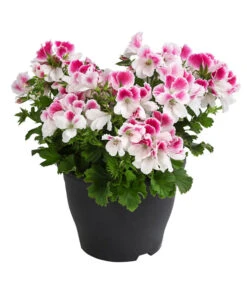 Edelpelargonie, Verschiedene Farben -Gartenleben Verkauf 8594541 WE FS 003 EdelpelargonieBuschT23