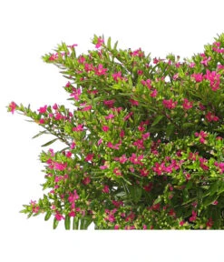 Köcherblümchen, Busch, Verschiedene Farben -Gartenleben Verkauf 8594673 WE DE 001 CupheaT17DehnerExpressHerzig