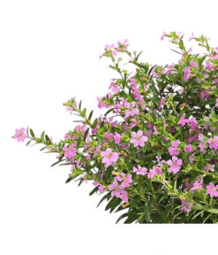 Köcherblümchen, Busch, Verschiedene Farben -Gartenleben Verkauf 8594673 WE DE 002 CupheaT17DehnerExpressHerzig