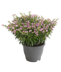 Köcherblümchen, Busch, Verschiedene Farben -Gartenleben Verkauf 8594673 WE FS 002 CupheaT17DehnerExpressHerzig