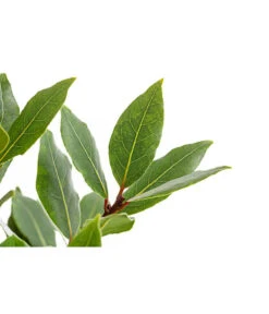 Echter Lorbeer, Stämmchen -Gartenleben Verkauf 8596140 PR DE 001 LorbeerLaurusNobilisStammT18DehnerExpressHerzig