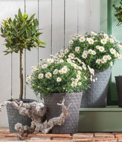 Echter Lorbeer, Stämmchen -Gartenleben Verkauf 8596280 WE MO 001 MargeritenBuschWeissT18 LorbeerStamm