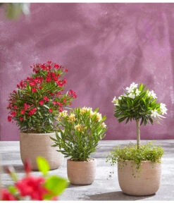 Oleander, Busch -Gartenleben Verkauf 8596850 PR MO 006 8590200 OleanderStandard Nerium oleander Oleander Staemmchen Oleander Busch UveSauerrd