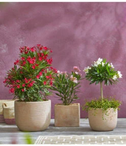 Oleander, Busch -Gartenleben Verkauf 8596850 PR MO 009 8590200 OleanderStandard Nerium oleander Oleander Staemmchen Oleander Busch UveSauer