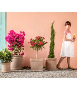 Drillingsblume 'Renate', Spalier 6 Drillingsblume 'Renate', Spalier -Gartenleben Verkauf 8596868 WE MO 005 ToskanaDrillingsblume