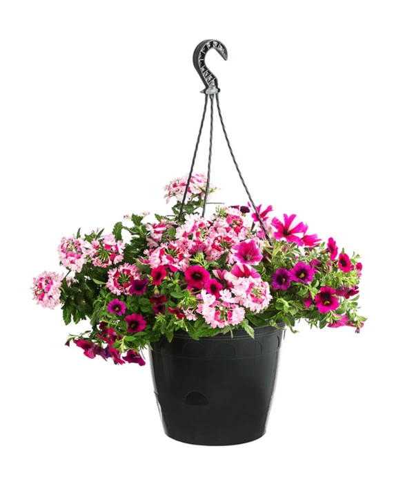 Blumenampel, Verschiedene Sorten 4 Blumenampel, Verschiedene Sorten – Bild 2