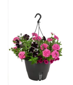 Blumenampel, Verschiedene Sorten 15 Blumenampel, Verschiedene Sorten -Gartenleben Verkauf 8602864 WE FS 005 KombiampelMixT27