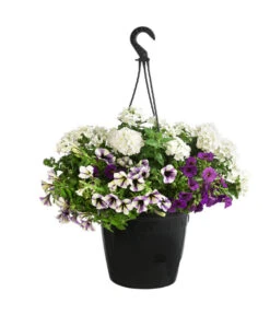Blumenampel, Verschiedene Sorten 17 Blumenampel, Verschiedene Sorten -Gartenleben Verkauf 8602864 WE FS 007 KombiampelMixT27