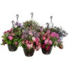 Blumenampel, Verschiedene Sorten -Gartenleben Verkauf 8602864 WE FS 010 KombiampelMixT27