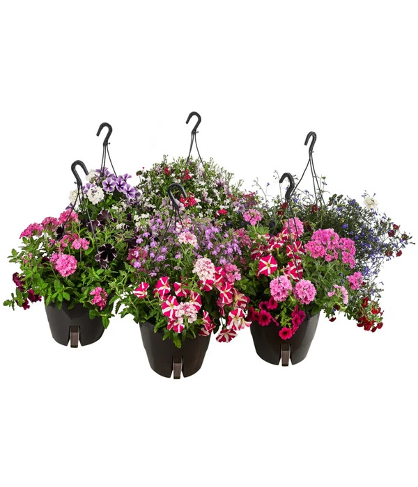 Blumenampel, Verschiedene Sorten 3 Blumenampel, Verschiedene Sorten