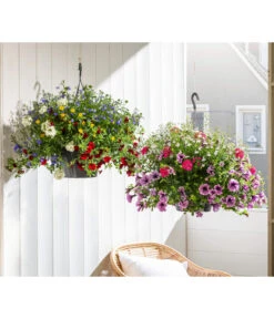 Blumenampel, Verschiedene Sorten 18 Blumenampel, Verschiedene Sorten -Gartenleben Verkauf 8602864 WE MO 002 KombiampelT27