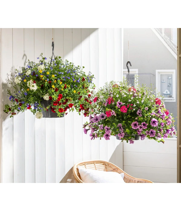 Blumenampel, Verschiedene Sorten 10 Blumenampel, Verschiedene Sorten – Bild 8