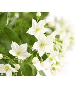 Jasminblütiger Nachtschatten, Ampel -Gartenleben Verkauf 8606733 PR DE 001 SolanumJasminoidesAmpelNachtschattenT20DehnerExpressHerzig