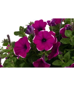 Hängepetunie 'Burgundy Picotee', Ampel -Gartenleben Verkauf 8606923 WE DE 001 HaengepetunieBurgundyPicoteeT27