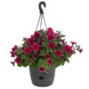 Hängepetunie 'Burgundy Picotee', Ampel -Gartenleben Verkauf 8606923 WE FS 001 HaengepetunieBurgundyPicoteeT27