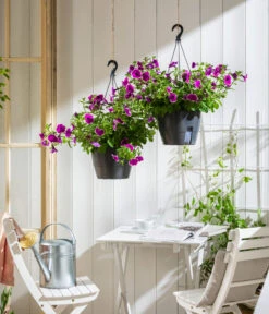 Hängepetunie 'Burgundy Picotee', Ampel -Gartenleben Verkauf 8606923 WE MO 001 HaengepetuniePicoteeAmpel