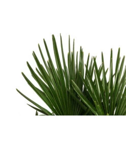 Hanfpalme, Multistamm -Gartenleben Verkauf 8607855 WE DE 001 HanfpalmeTrachycarpusFortuneiT36