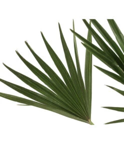 Zwergpalme 'Vulcano' -Gartenleben Verkauf 8607905 WE DE 002 ChamaeropsVulcanoT18