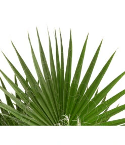 XXL Fächerpalme -Gartenleben Verkauf 8608036 WE DE 004 WashingtoniaRobustaT30MexikanischeFaecherpalme