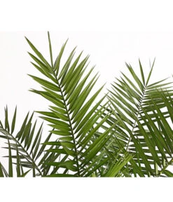 XXL Kanarische Dattelpalme, Ca. 140-160 Cm -Gartenleben Verkauf 8608721 PR DE 001 PhoenixCanariensisT28DehnerExpressHerzig