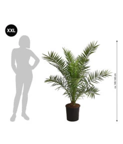 XXL Kanarische Dattelpalme, Ca. 140-160 Cm -Gartenleben Verkauf 8608721 WE BG 001 XXLKanarischeDattelpalme140160cm