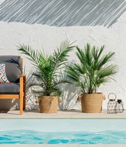 XXL Kanarische Dattelpalme, Ca. 140-160 Cm -Gartenleben Verkauf 8608721 WE MO 002 ZwergpalmeChamaeropsHumilisKanarischeDattelpalmePhoenixCanariensisUweSauer