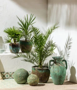 Zwergpalme 'Vulcano' -Gartenleben Verkauf 8608838 8607905 WE MO 001 Palmen