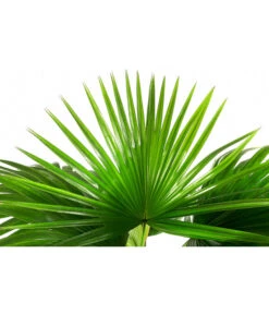 Chinesische Schirmpalme - Livistona Chinensis -Gartenleben Verkauf 8609224 WE DE 001 LivistonaChinensisT24Schirmpalme