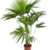Chinesische Schirmpalme - Livistona Chinensis -Gartenleben Verkauf 8609224 WE FS 001 SchirmpalmeLivistonaChinensisT24