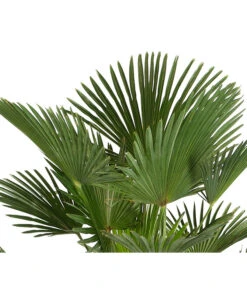 Wagners Hanfpalme 5 Wagners Hanfpalme -Gartenleben Verkauf 8609349 PR DE 001 WagnersHanfpalmeKleineHanfpalmeTrachyWagnerianus25