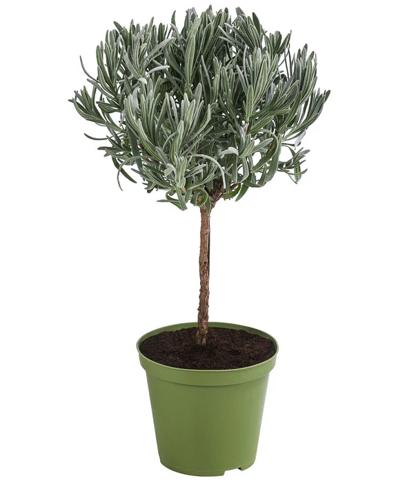 Dehner Gourmet Garten Lavendel, Hochstamm 3 Dehner Gourmet Garten Lavendel, Hochstamm
