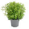 Dehner Gourmet Garten Oregano -Gartenleben Verkauf 8610123 WE FS 001 GourmetGartenOreganumT14