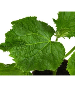 Bio Schlangengurke Im Pottburri®-Topf 7 Bio Schlangengurke Im Pottburri®-Topf -Gartenleben Verkauf 8611287 WE DE 001 BioPBSchlangengurke