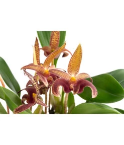 Orchidee - Bulbophyllum Lobbii -Gartenleben Verkauf 8627655 WE DE 001 BulbophyllumLobbiiT12