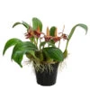 Orchidee - Bulbophyllum Lobbii -Gartenleben Verkauf 8627655 WE FS 001 BulbophyllumLobbiiT12