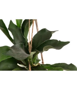 Kokodama-Ampel Geweihfarn - Platycerium 5 Kokodama-Ampel Geweihfarn - Platycerium -Gartenleben Verkauf 8627812 WE DE 001 KokodamaPlatyceriumT17DehnerExpressHerzig